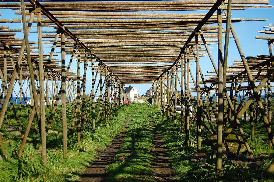Cod drying on wooden racks in Lofoten, the supply end of the Bergen stockfish trade