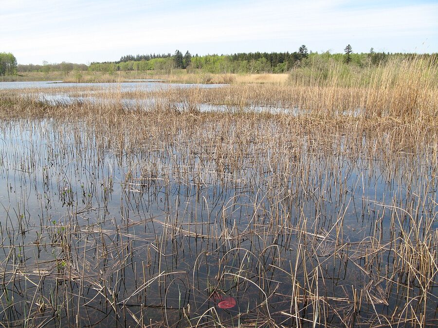 Almindingen forest interior, Bornholm