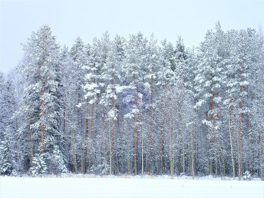 Snow-blanketed pine forest in Finland
