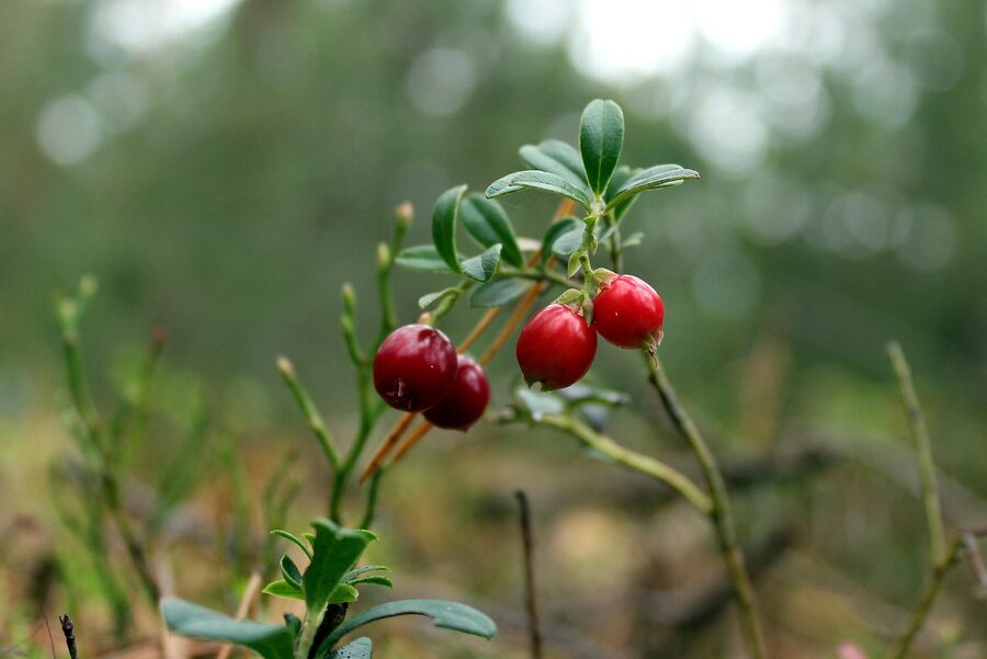 Bilberries on the bush in a Finnish forest