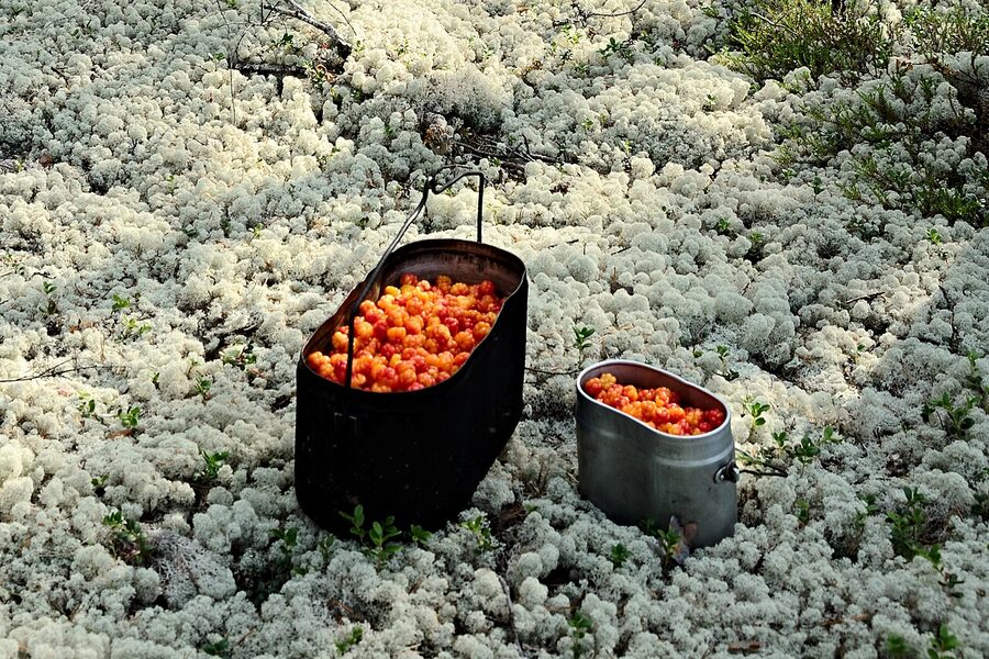 A handful of golden cloudberries, lakka, freshly picked from a Finnish bog