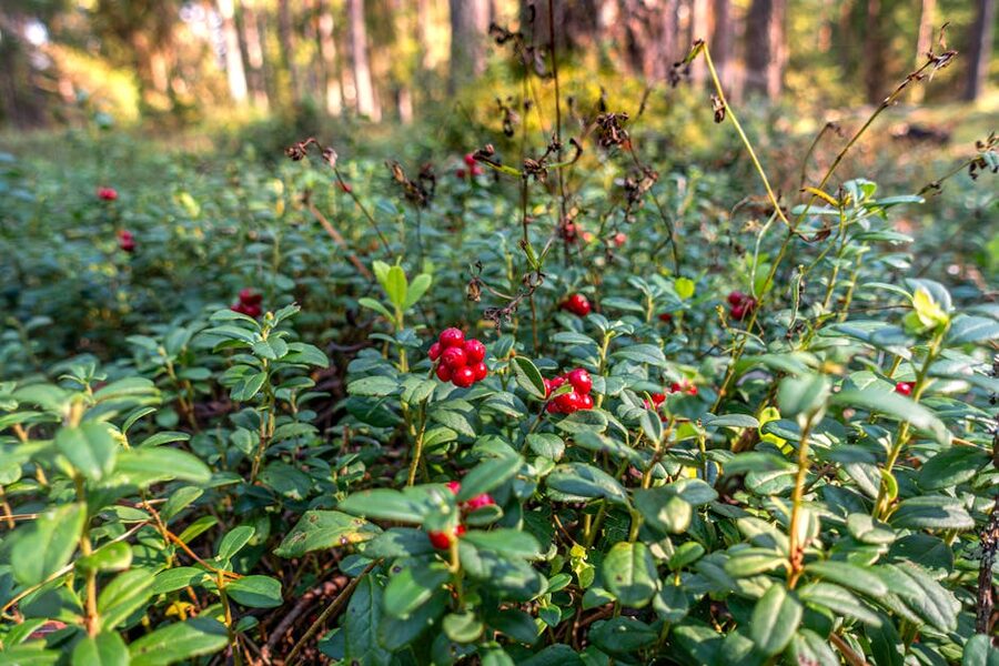 Lingonberry plants with red berries on the Finnish forest floor