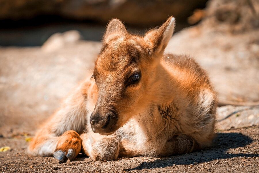 A Finnish forest reindeer calf, distinct from the Lapland herding reindeer