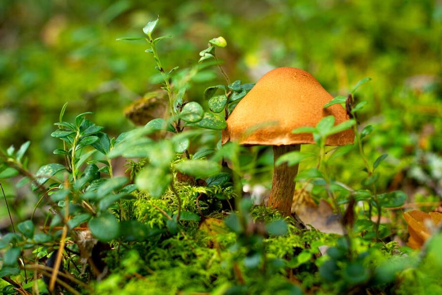 A wild mushroom on the forest floor in Parikkala, Finland