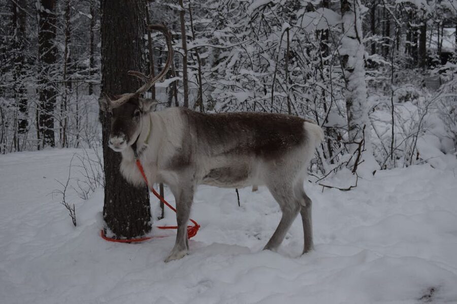 A reindeer tied to a tree in the snowy forests of Rovaniemi