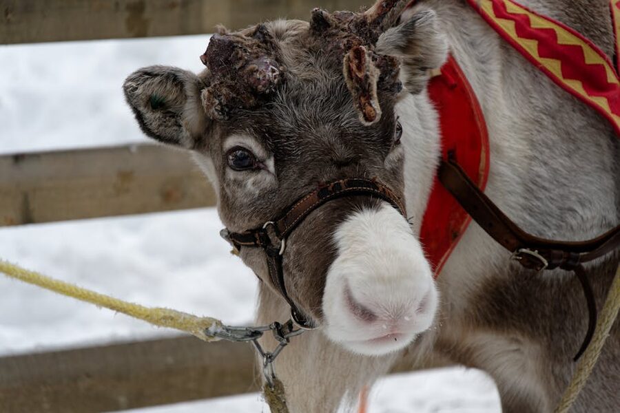 A reindeer in winter at Kolari, Finland