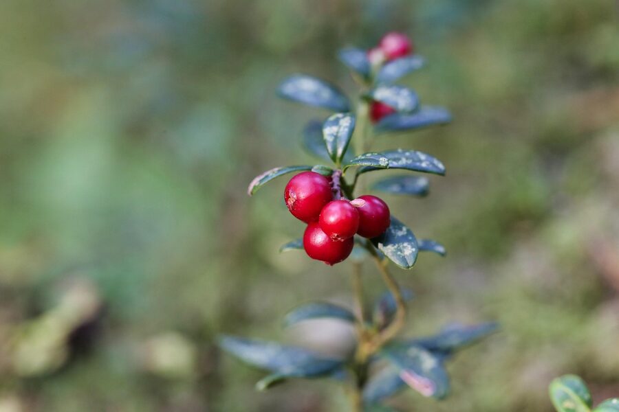 Lingonberry plants and red berries in a Finnish forest setting