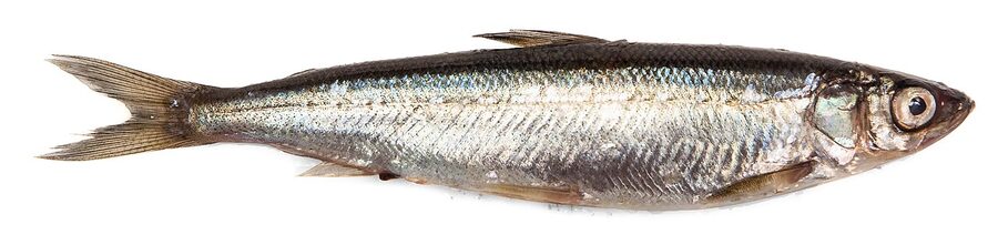 A whole vendace, the small Finnish lake whitefish that becomes muikku