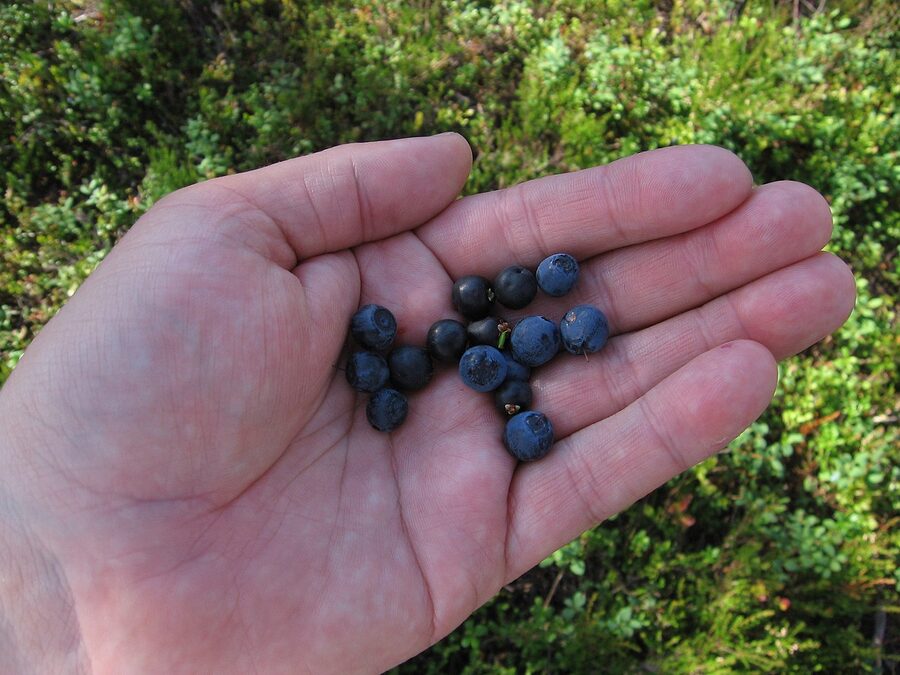 A handful of Finnish bilberries, mustikka, smaller and darker than American blueberries