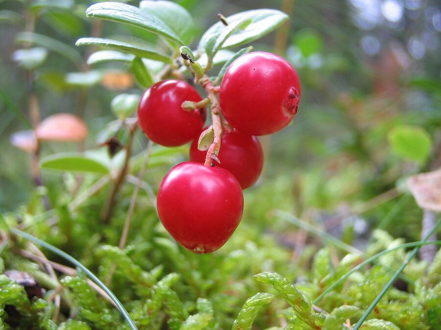 A pile of lingonberries, puolukka, the Nordic forest tart berry