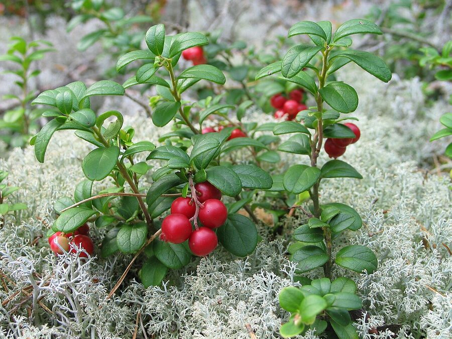 A lingonberry plant in the Finnish forest with red berries