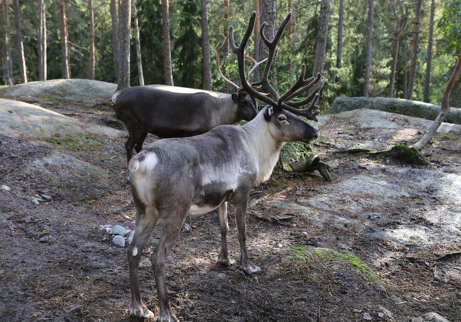 A reindeer in autumn Lapland, antlers turning towards the camera