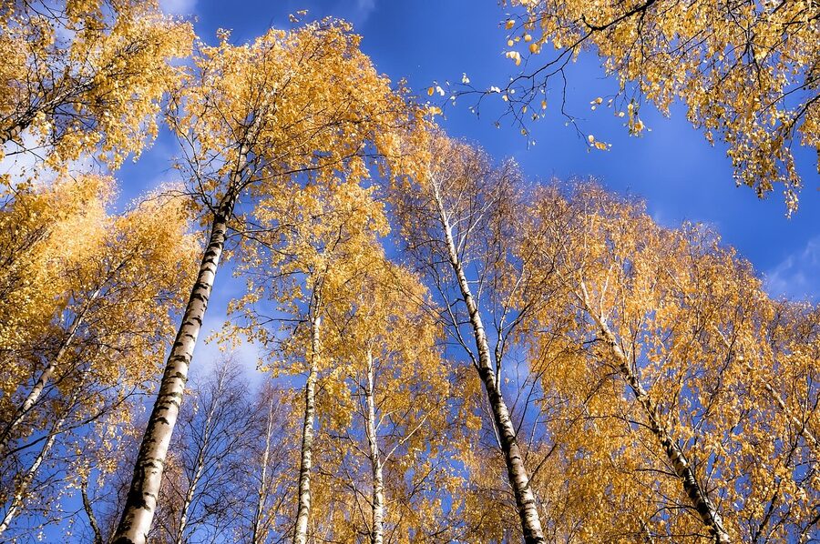 Looking up through Finnish birch forest at a deep blue autumn sky