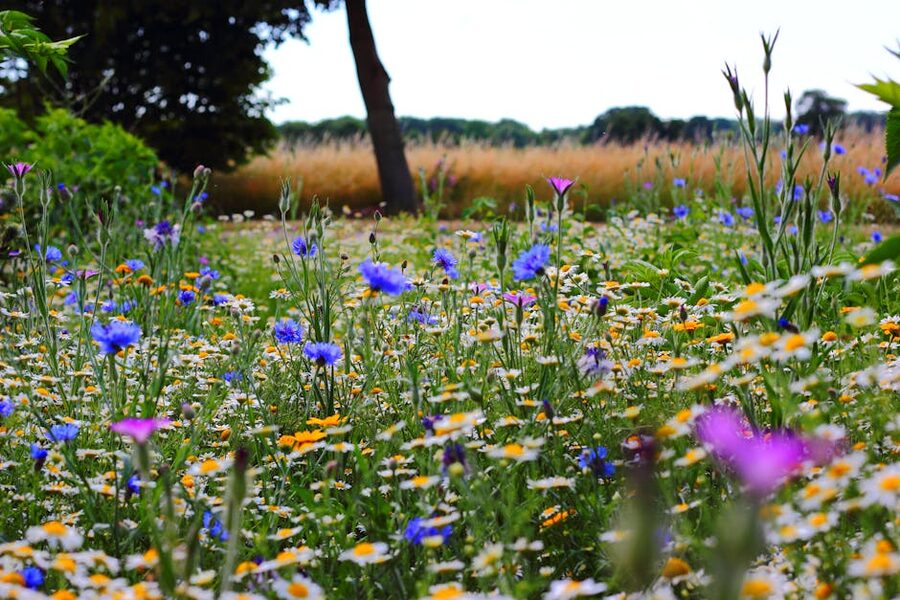 Wildflower meadow in summer