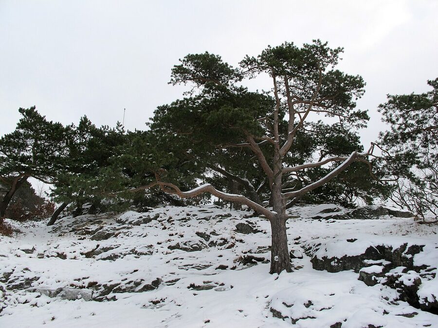 Slottsskogen park in winter snow