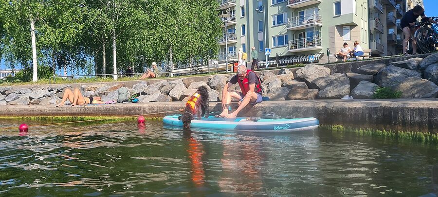 Paddleboarders at Hornsbergs strand on a summer evening
