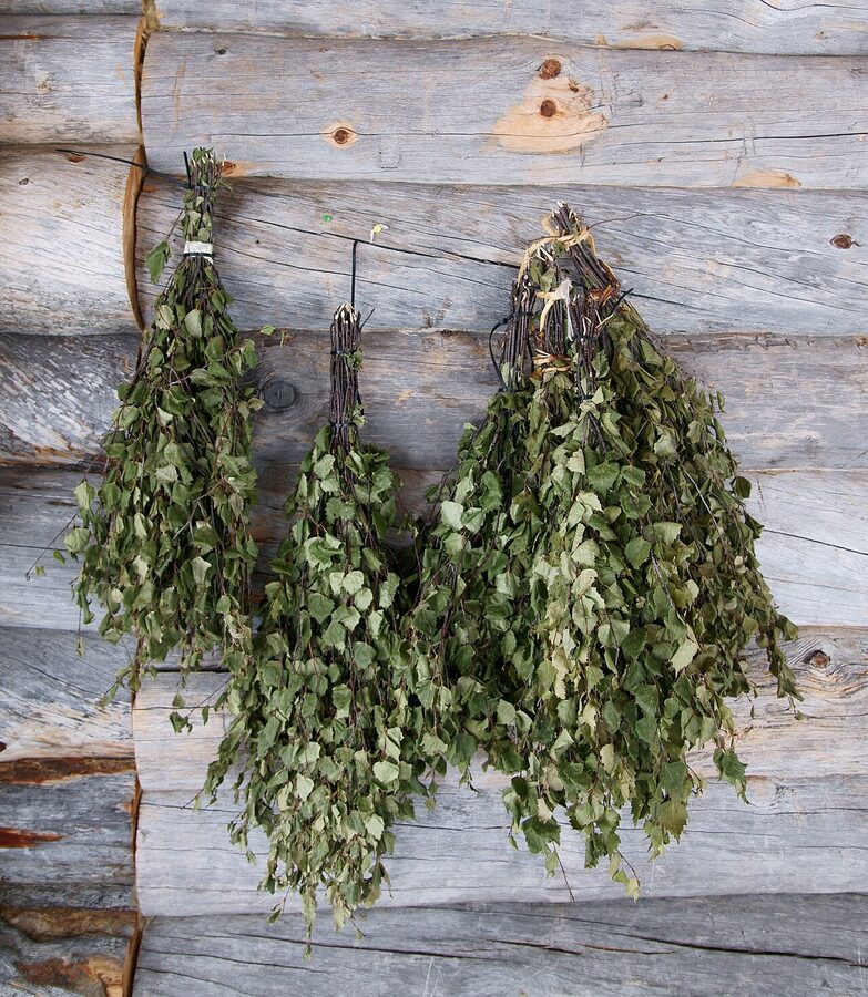 Bundles of fresh green birch vihta drying on a wooden bench