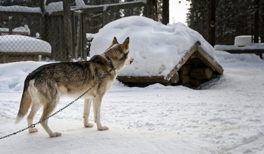 Husky on a leash in snowy Kolari, Lapland