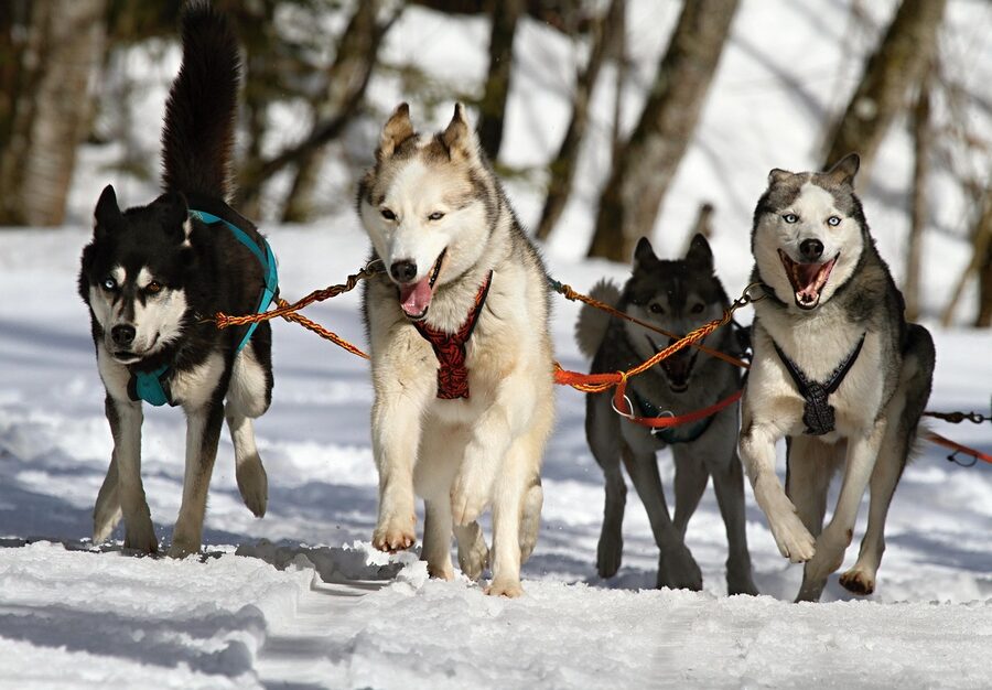 Sled-dog team running through snow
