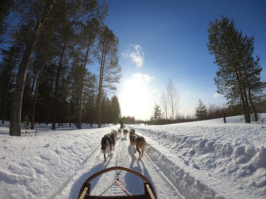 Dog sled team running in Rovaniemi snowy landscape