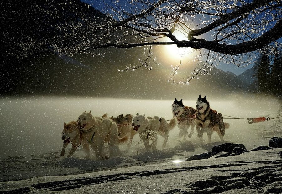 Husky sled team in winter landscape