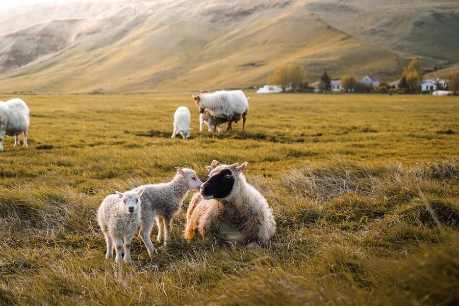 Sheep grazing near the Ring Road