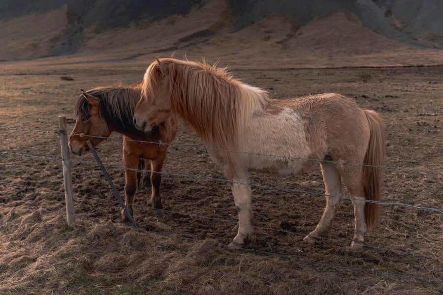 Icelandic horses in a roadside paddock