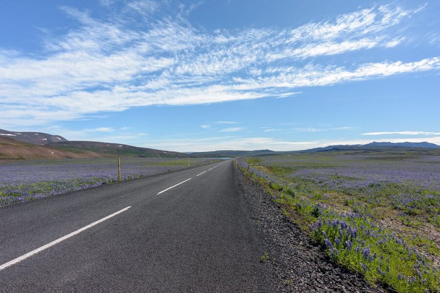 Iceland road through lupine fields