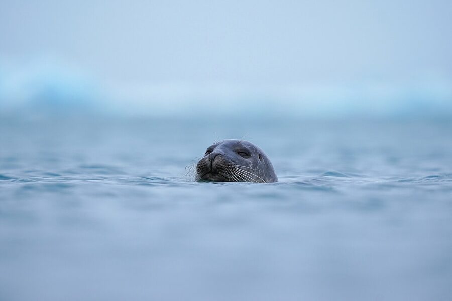 A harbor seal swimming in Jökulsárlón glacier lagoon