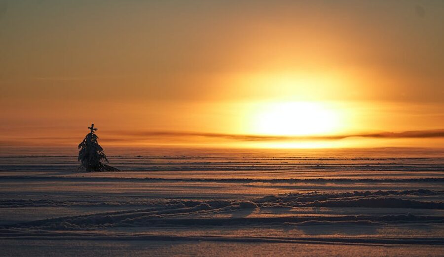 A solitary tree casting a long shadow across snowy tundra at sunset