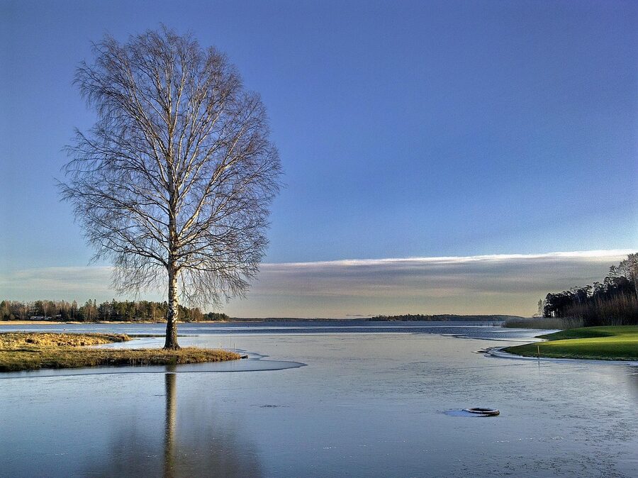A frozen lake in Sweden surrounded by leafless trees in winter