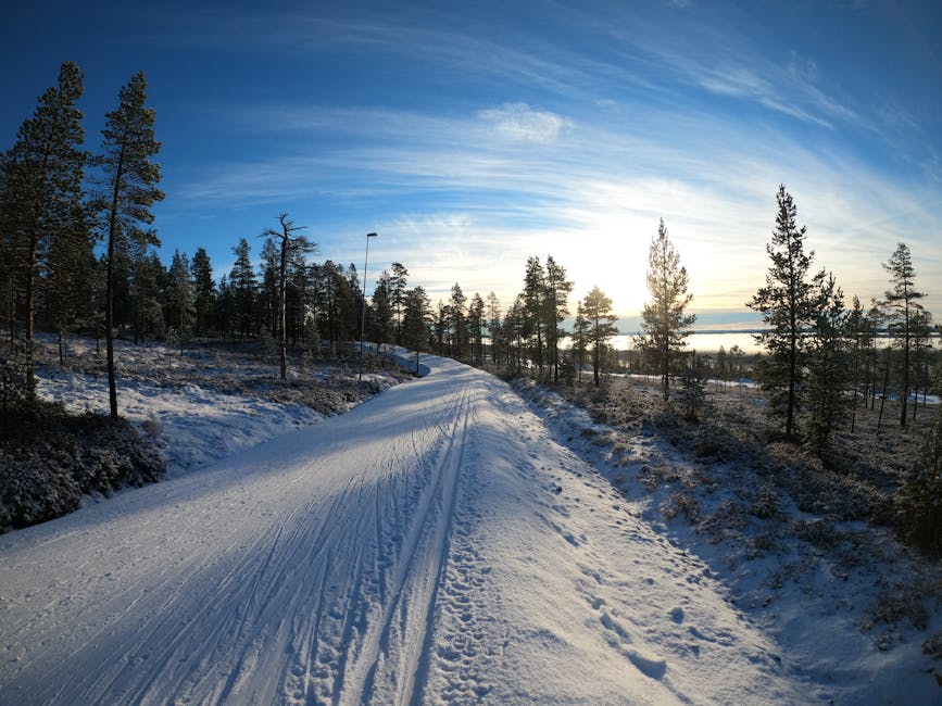 A snow-covered road between trees at sunrise