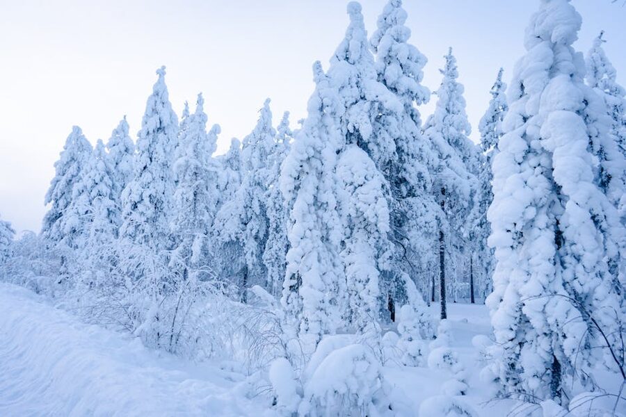 Snow-blanketed Lapland forest in deep winter