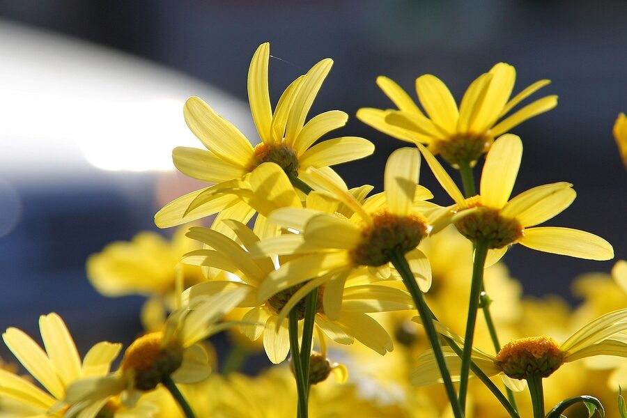 Wild yellow flowers in Kuusamo, summer Finland
