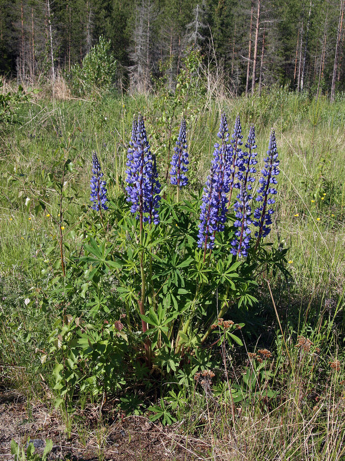 Lupinus polyphyllus blooming in Finland in June