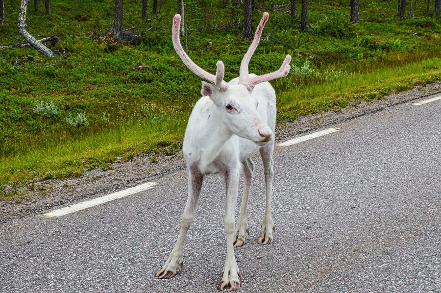 Nordic reindeer in summer fields