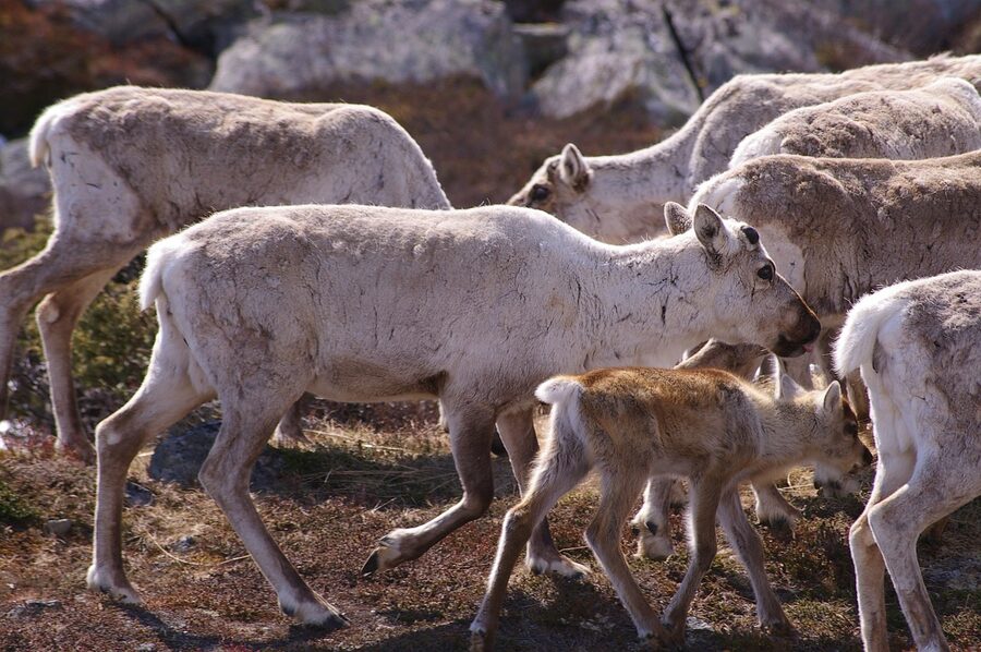 Pack of reindeer in summer Nordic landscape