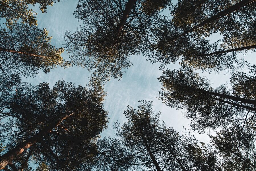 Treetops of Finnish forest