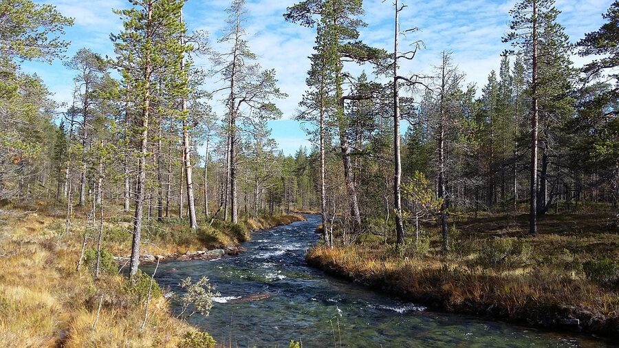 Hiker walking on a Lapland trail above the Arctic Circle
