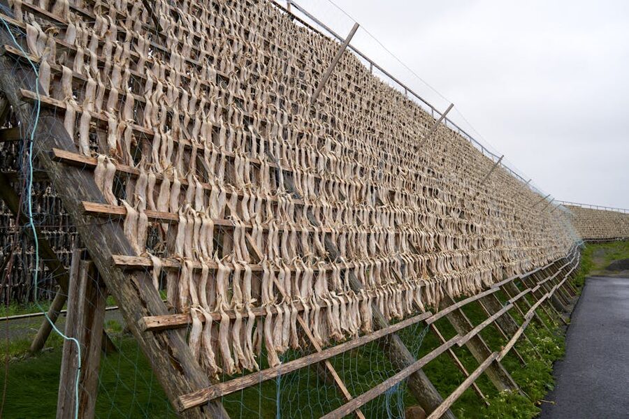 Cod drying on rack in Norway