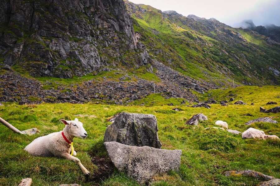 Sheep grazing in the Eggum valley