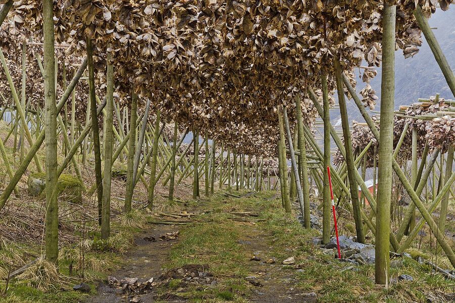 Stockfish drying on a wooden rack by the bay