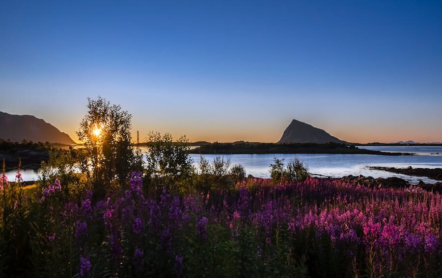 Midnight sun over flowers and water in northern Norway