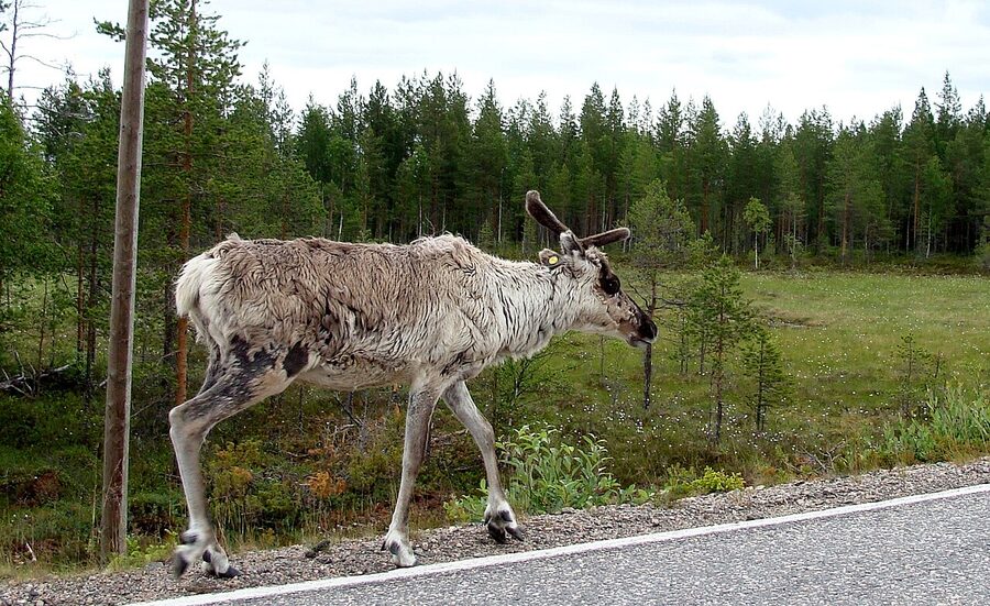 Reindeer in Lapland, Finland