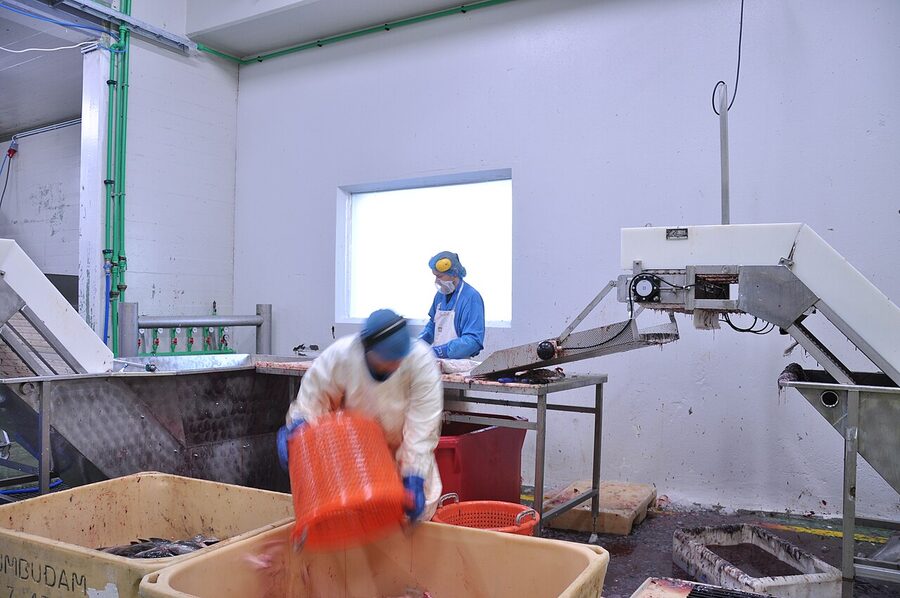 Workers at a Grandi fish processing plant in 2011, before the area's reinvention