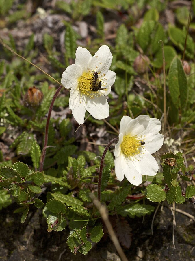 Eight-petalled mountain avens flower against rock and lichen