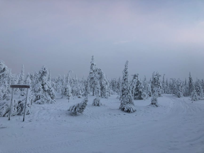 Frozen coniferous trees in a Rovaniemi valley