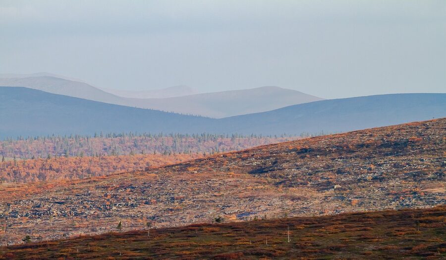 Autumn trees near Saariselka, Finnish Lapland