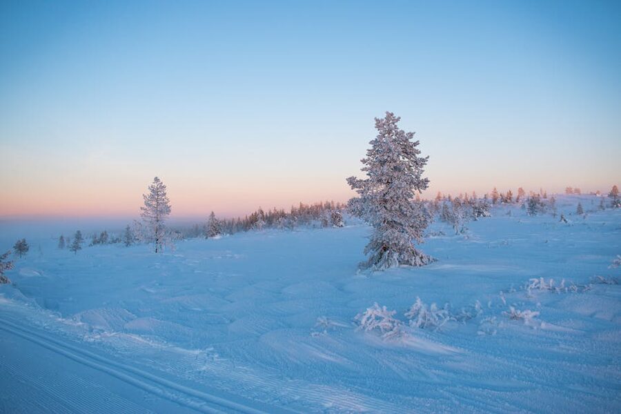 Frosted trees at sunrise near Saariselka