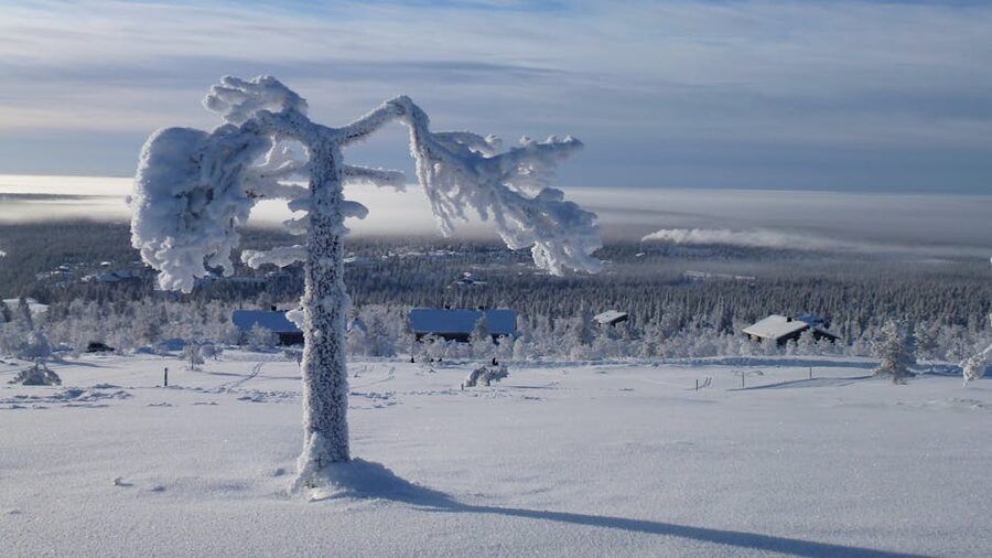 Frost-covered tree in Saariselka